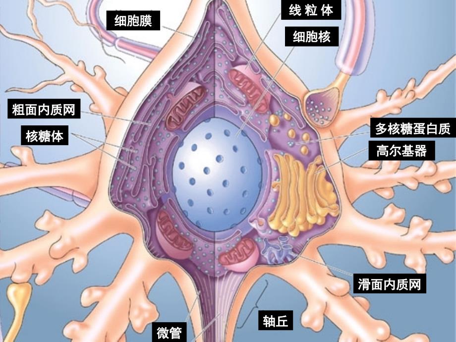 大脑皮层功能区简介2_第3页