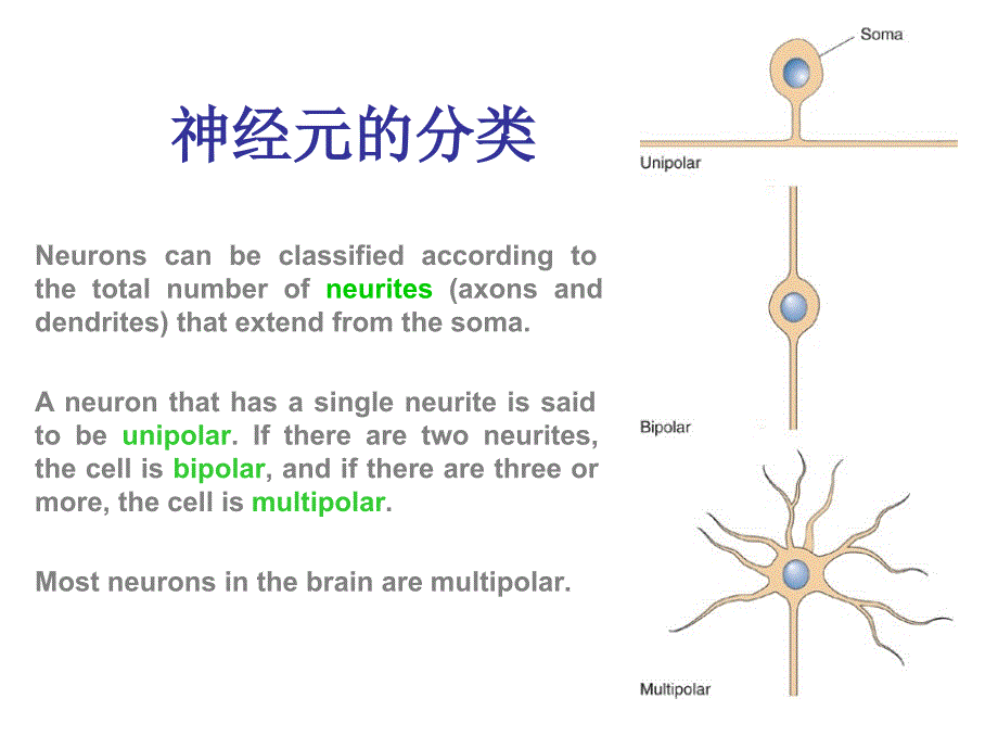 大脑皮层功能区简介2_第4页