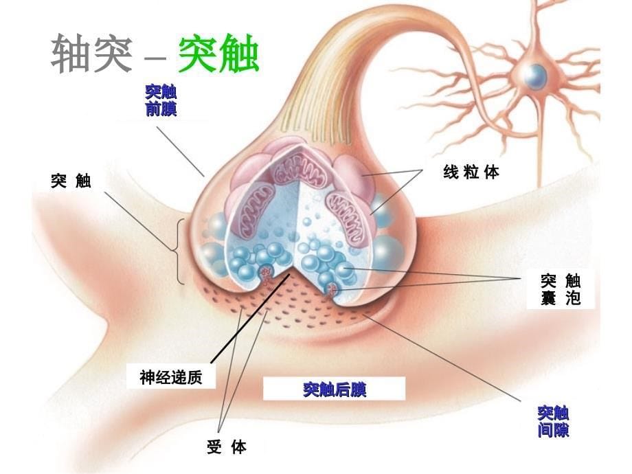 大脑皮层功能区简介2_第5页