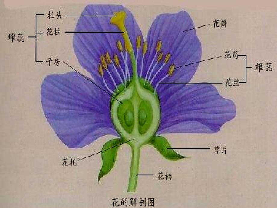 2-3花果实和种子课件_第3页