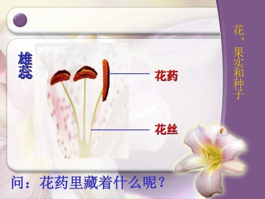 2-3花果实和种子课件_第5页