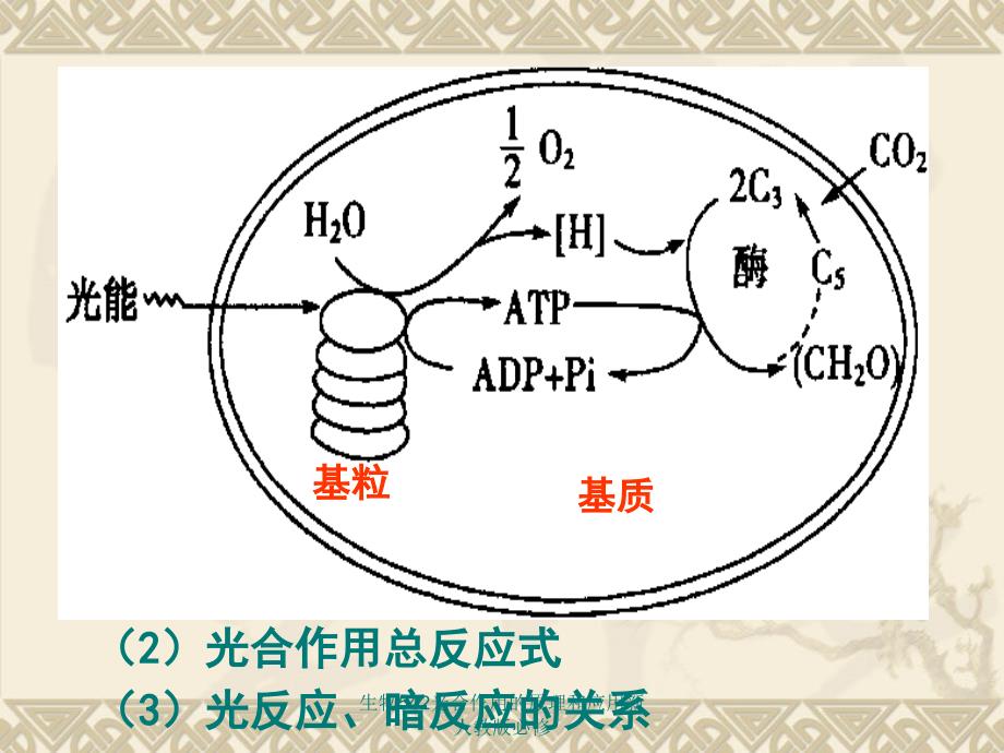 生物542光合作用的原理和应用新人教版必修课件_第2页