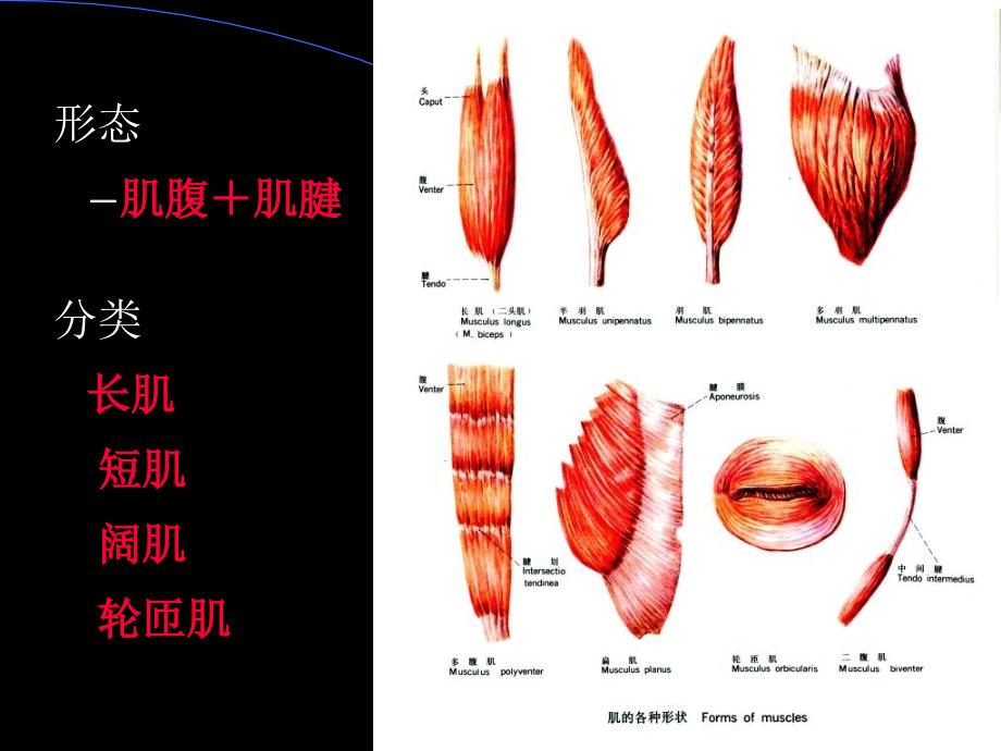 4肌总论、躯干肌、头颈肌_第2页