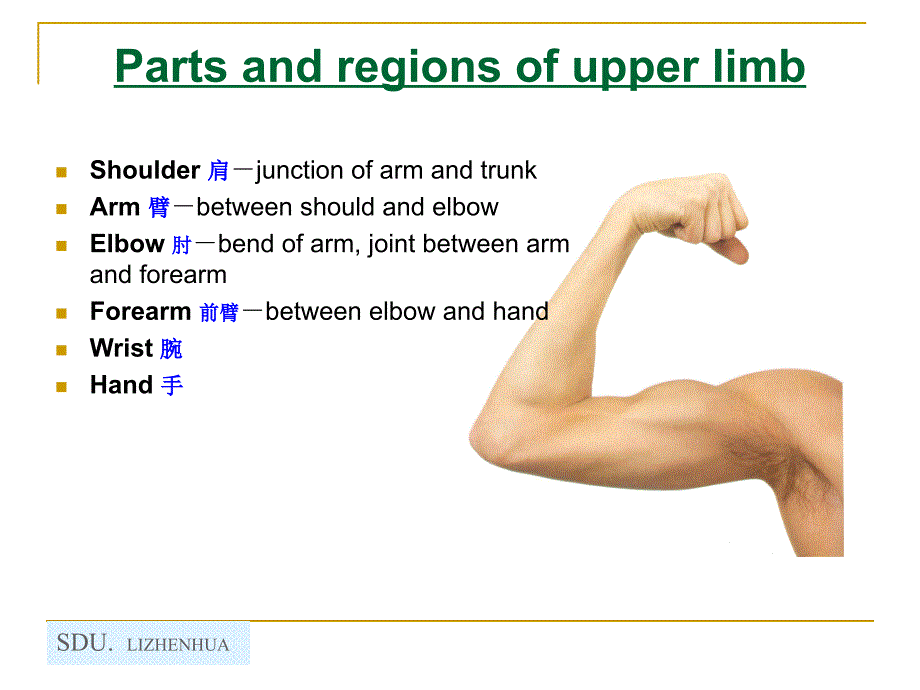 3.Upper limb 1_第2页