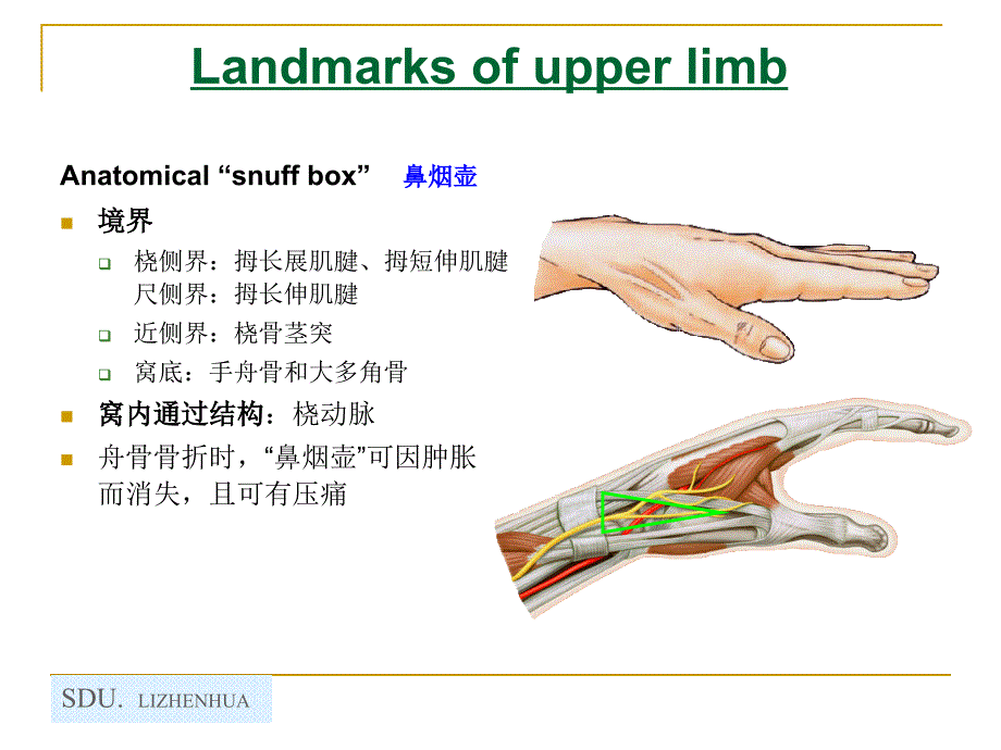 3.Upper limb 1_第4页