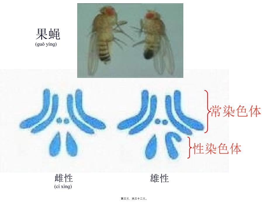 医学专题—细胞质遗传和细胞核遗传28396_第3页