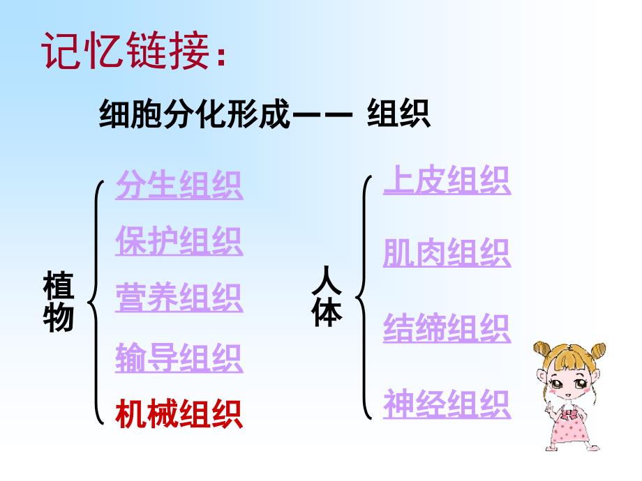 第二节多细胞生物体的组成课件_第2页