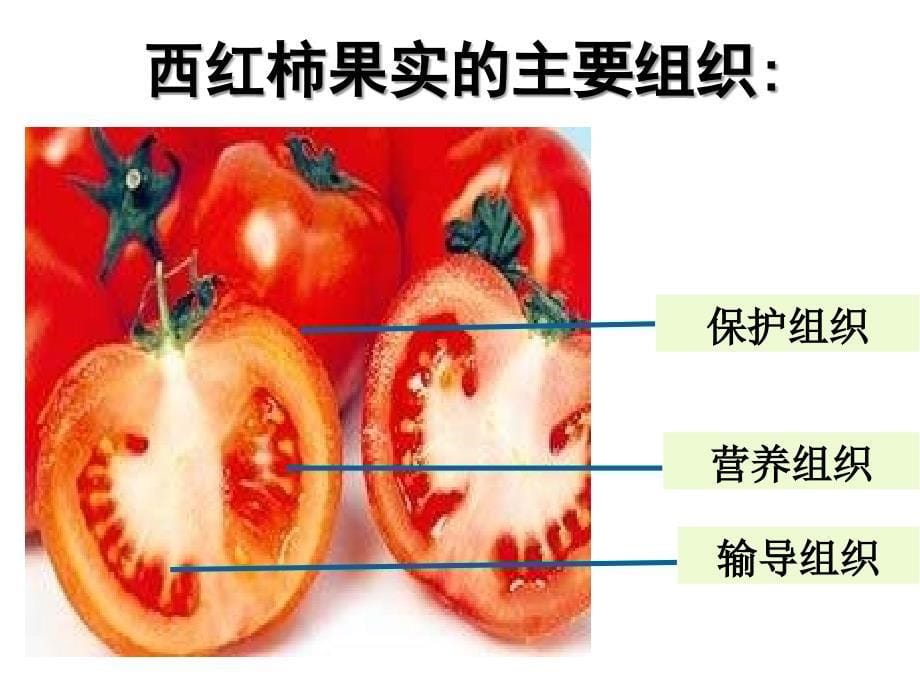 第二节多细胞生物体的组成课件_第5页