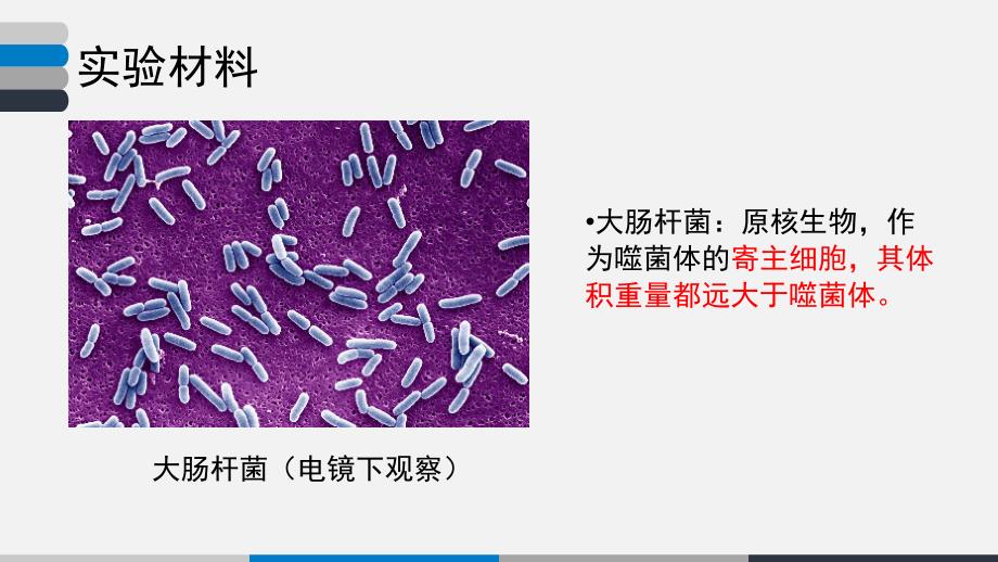 噬菌体侵染大肠杆菌实验.ppt_第4页