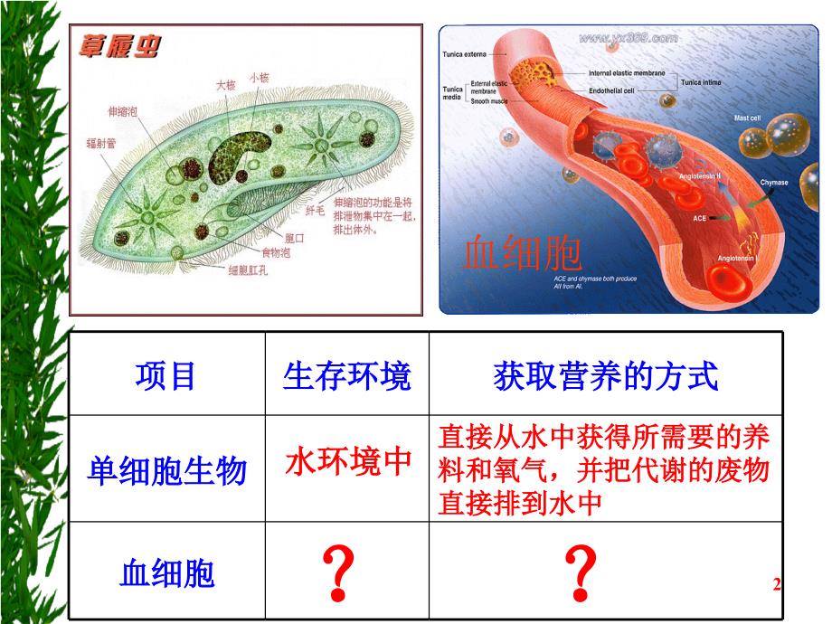 1.1细胞生活的环境课件史仲晟_第2页