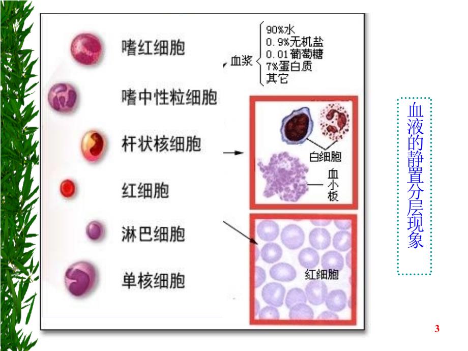 1.1细胞生活的环境课件史仲晟_第3页