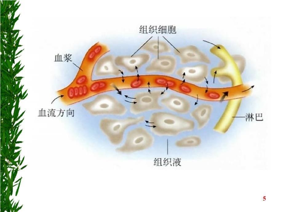 1.1细胞生活的环境课件史仲晟_第5页