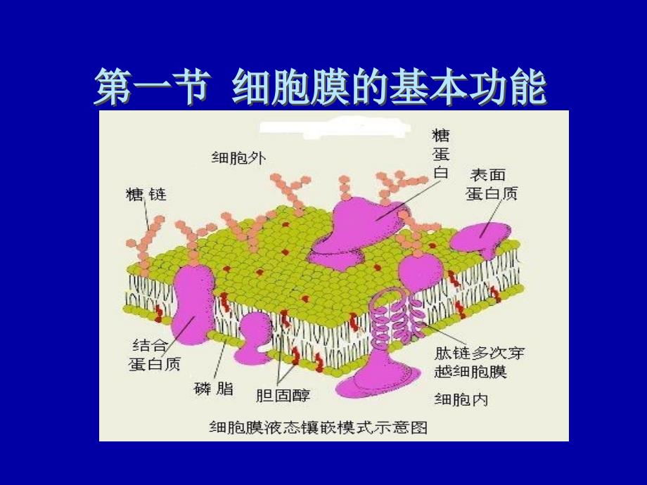 3细胞的基本功能_第2页