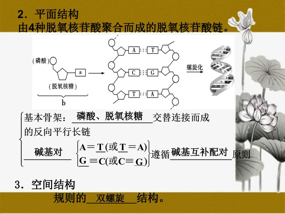 DNA具体结构复制及及基因_第3页