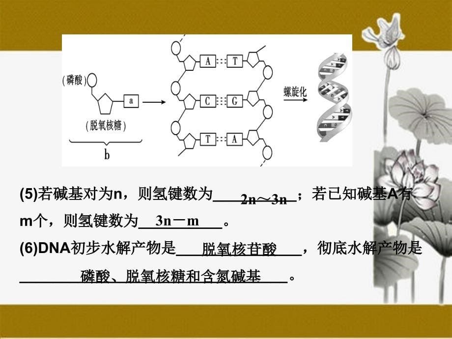 DNA具体结构复制及及基因_第5页