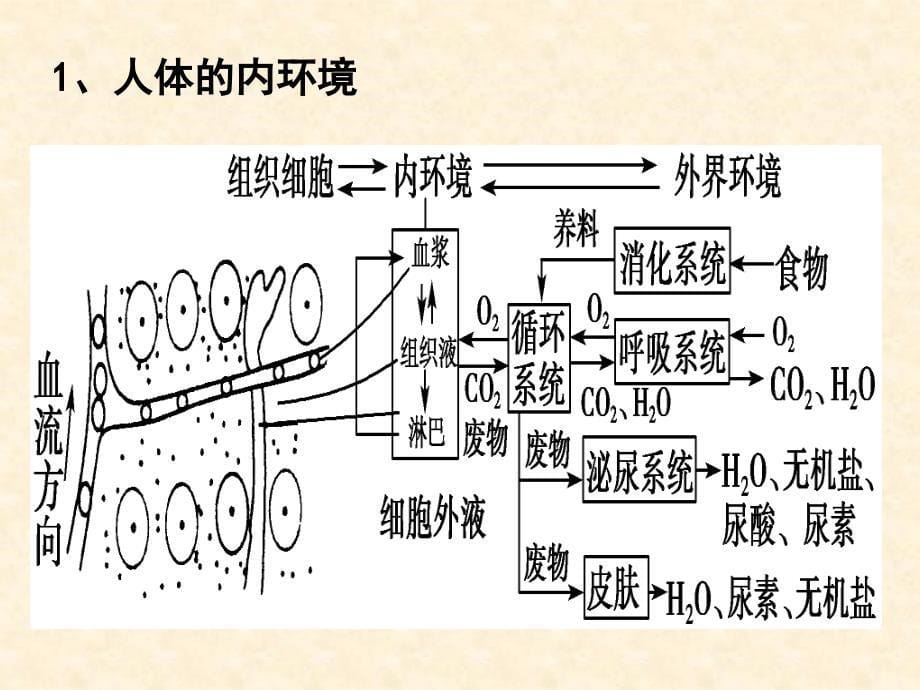 高三生物二轮复习课件第3专题生命活动的调节_第5页