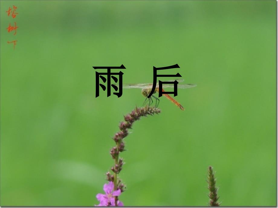 《雨后》课件_第1页