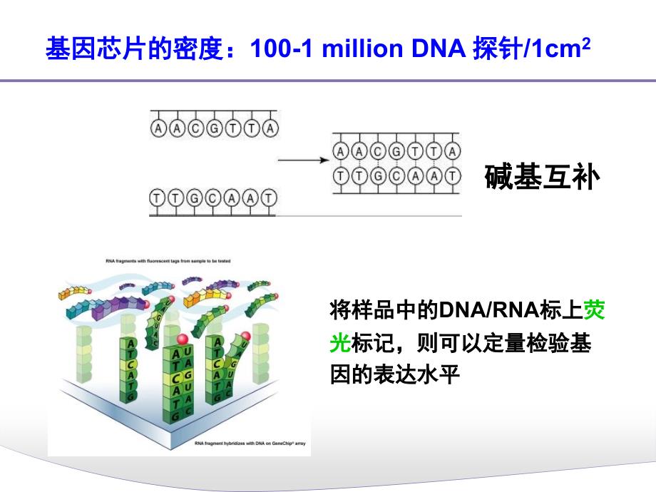 《基因芯片数据分析》PPT课件_第4页