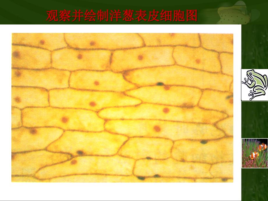 MA第二节、植物细胞.ppt_第4页