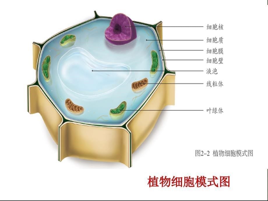 MA第二节、植物细胞.ppt_第5页