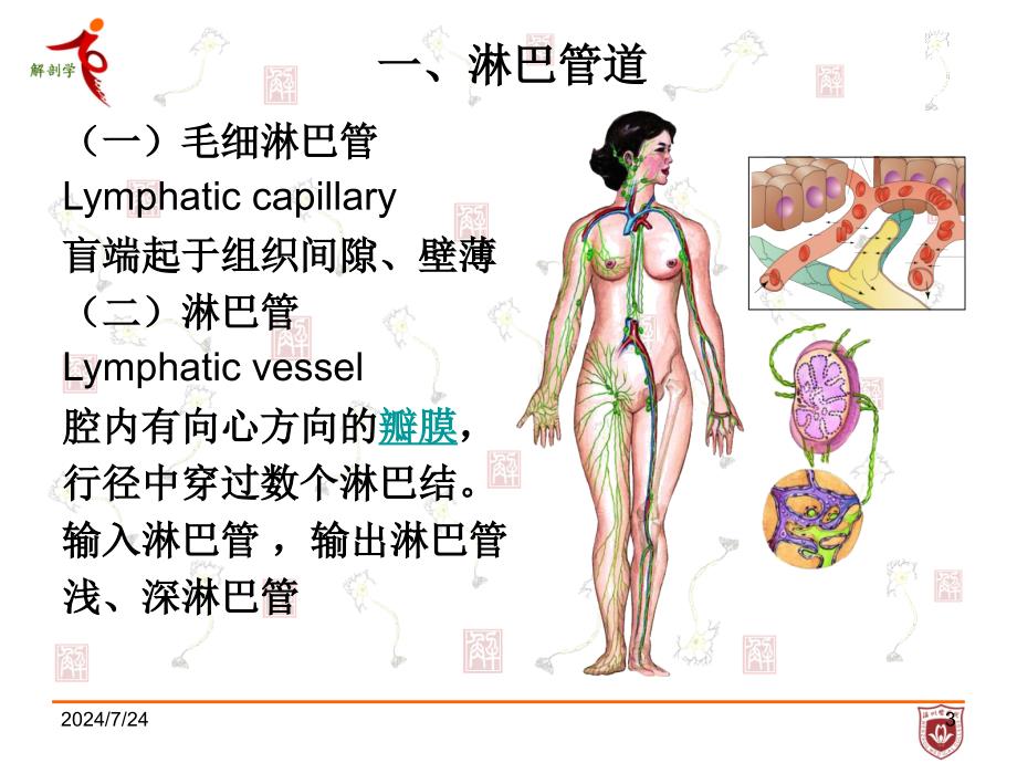 系统解剖学课件：9淋巴系统_第3页