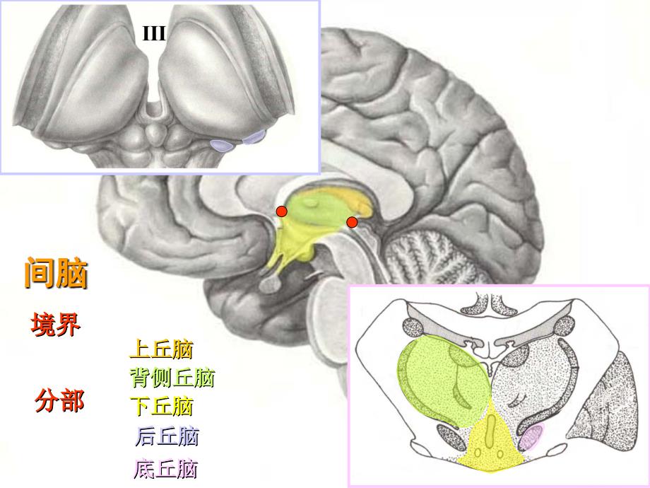 间脑与边缘叶课件_第1页