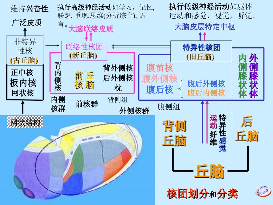 间脑与边缘叶课件_第2页