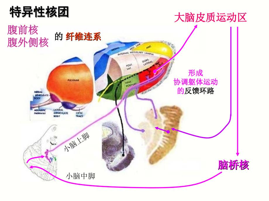 间脑与边缘叶课件_第4页