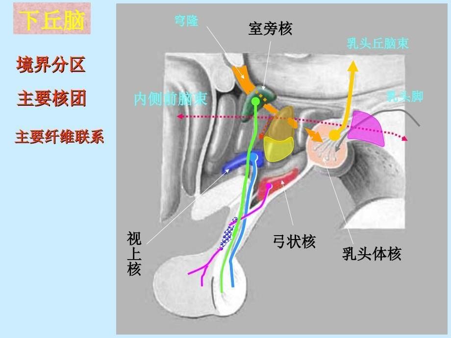 间脑与边缘叶课件_第5页