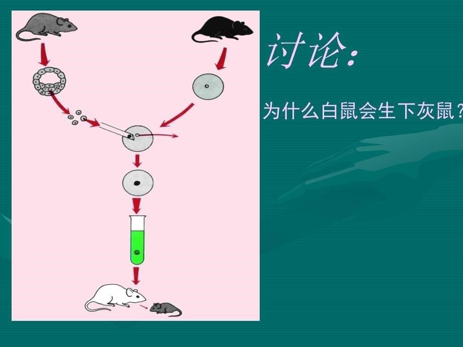 一节DNA是主要遗传物质_第5页