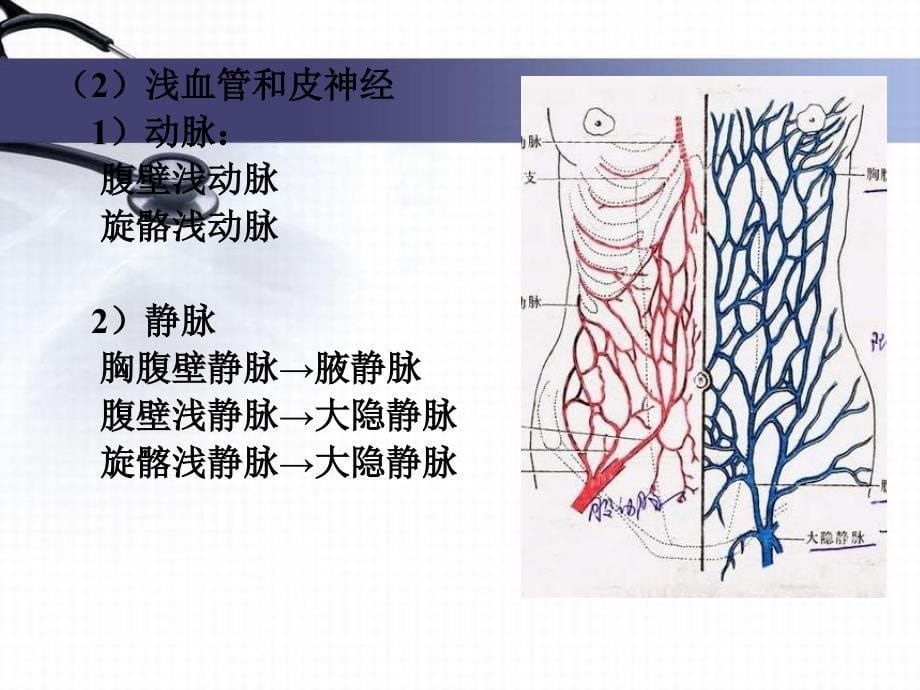 人卫第七版局部解剖学05腹部_第5页