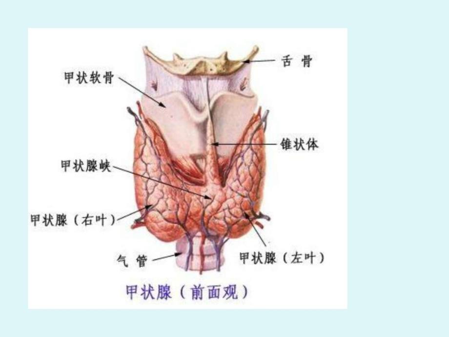 甲状腺舌下腺疾病的护理图文.ppt_第2页