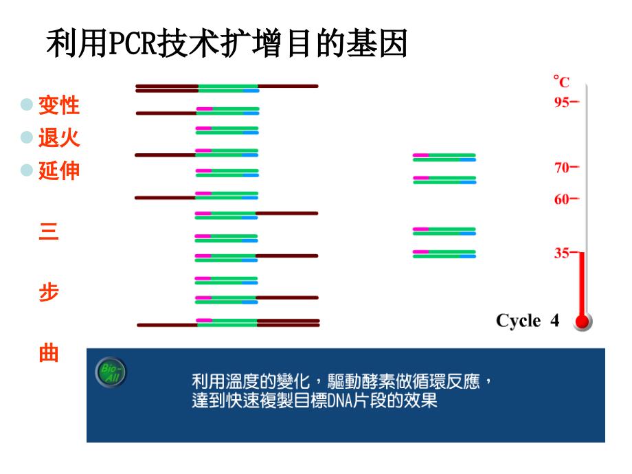 利用PCR技术获取并扩增目的基因_第2页