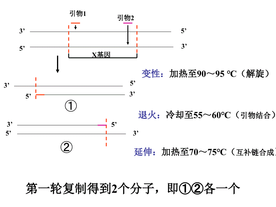 利用PCR技术获取并扩增目的基因_第4页