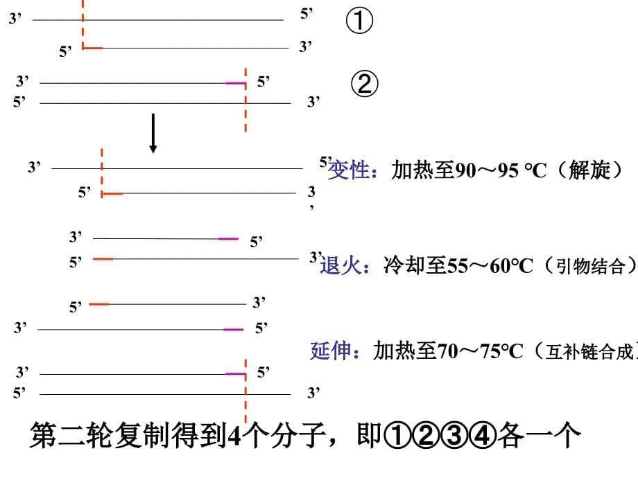 利用PCR技术获取并扩增目的基因_第5页