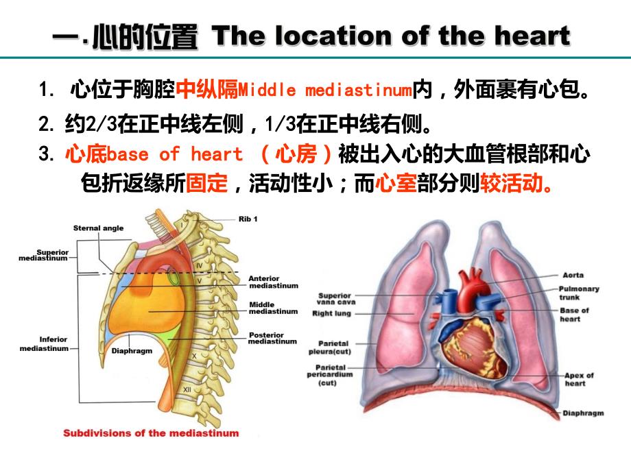 心的位置与外形_第2页