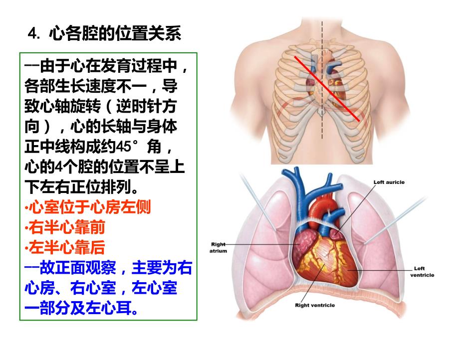 心的位置与外形_第3页