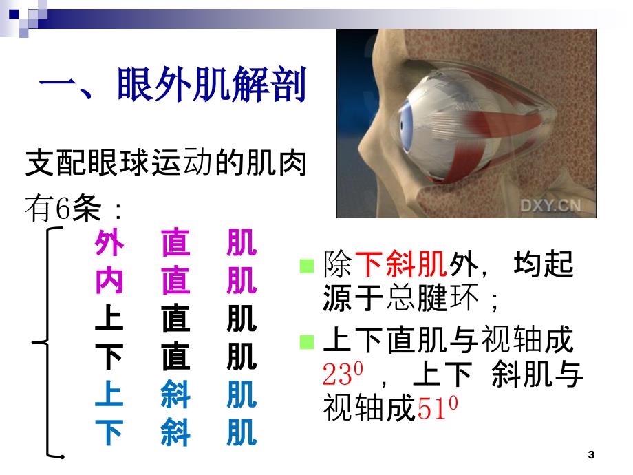 眼外肌解剖斜视分类_第3页