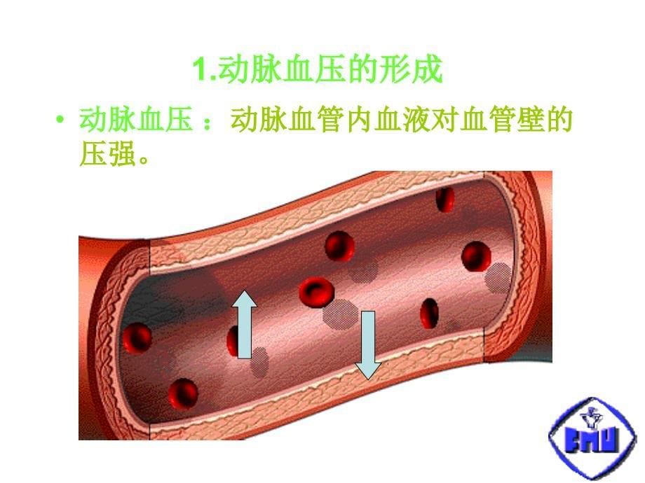 动脉血压的形成及其影响因素课件_第5页