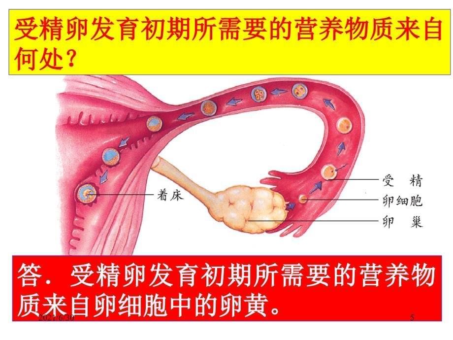 人类的生殖和发育_第5页