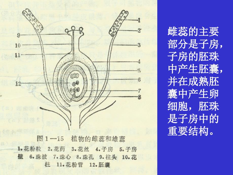 组织培养课件胚胎培养5_第2页