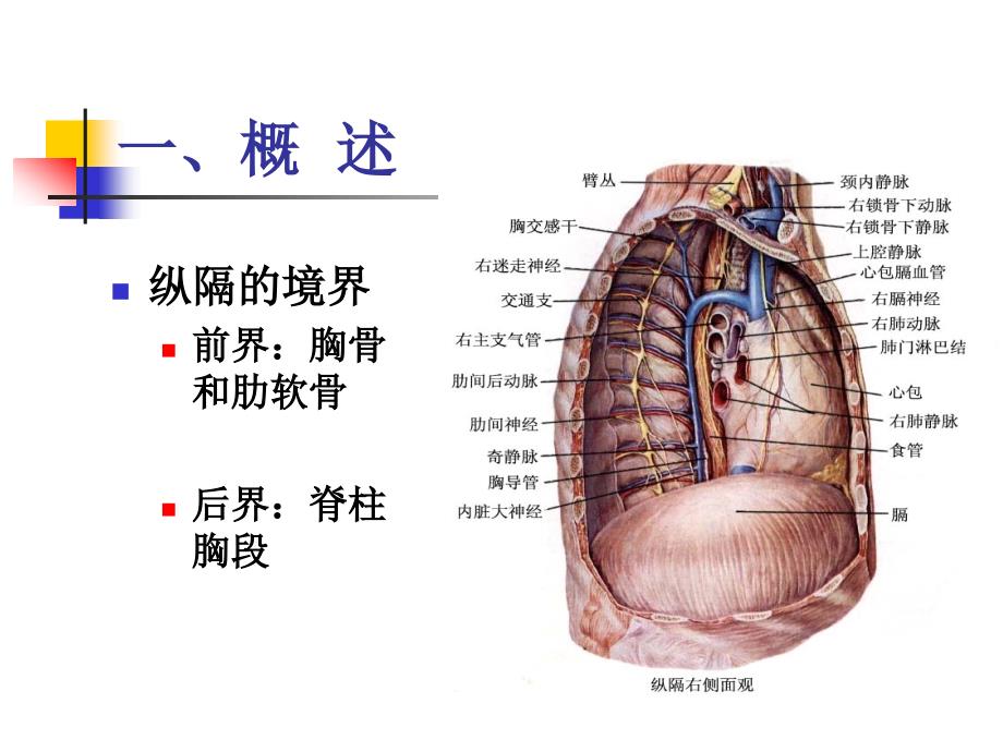 胸部解剖学课件：纵隔01_第4页