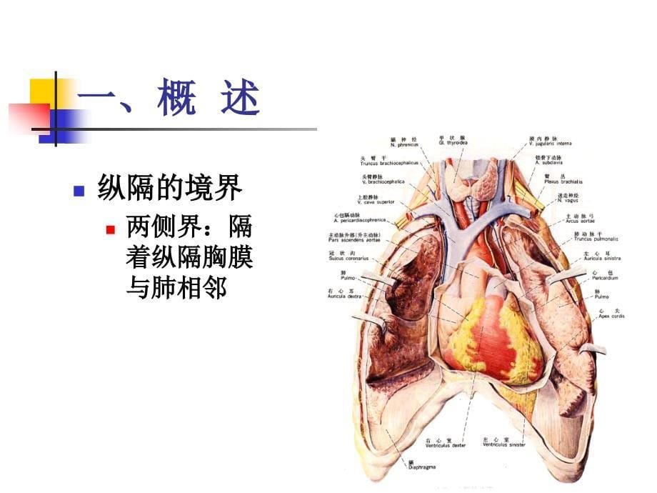 胸部解剖学课件：纵隔01_第5页