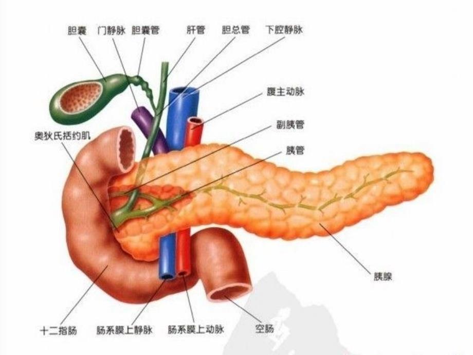 《重症胰腺炎》PPT课件_第2页