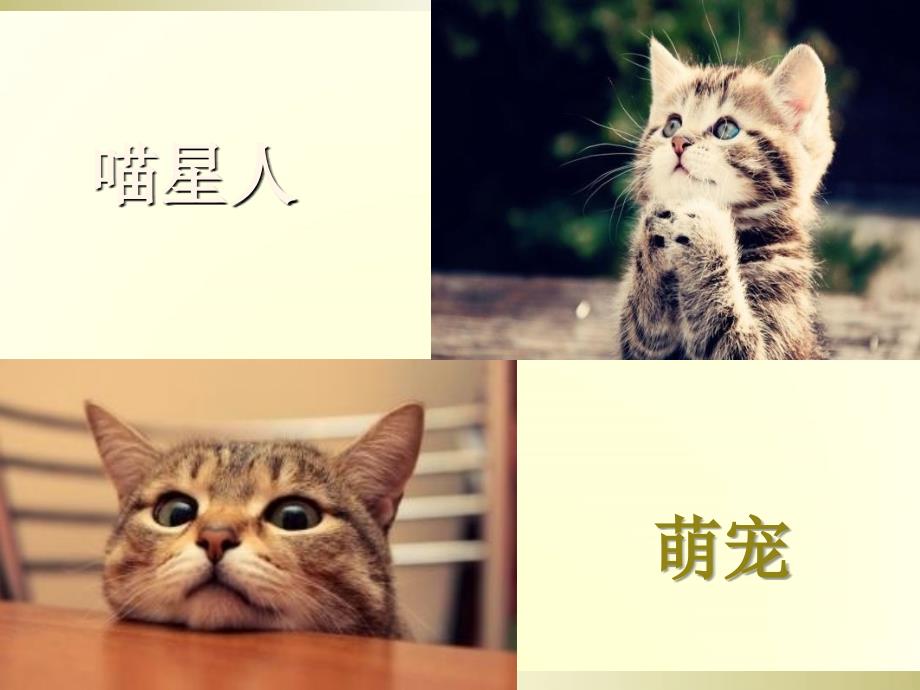 老舍猫公开课_第1页