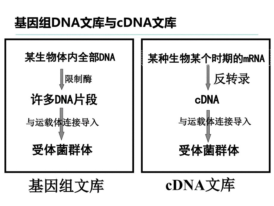 1.2基因工程的基本操作程序_第5页