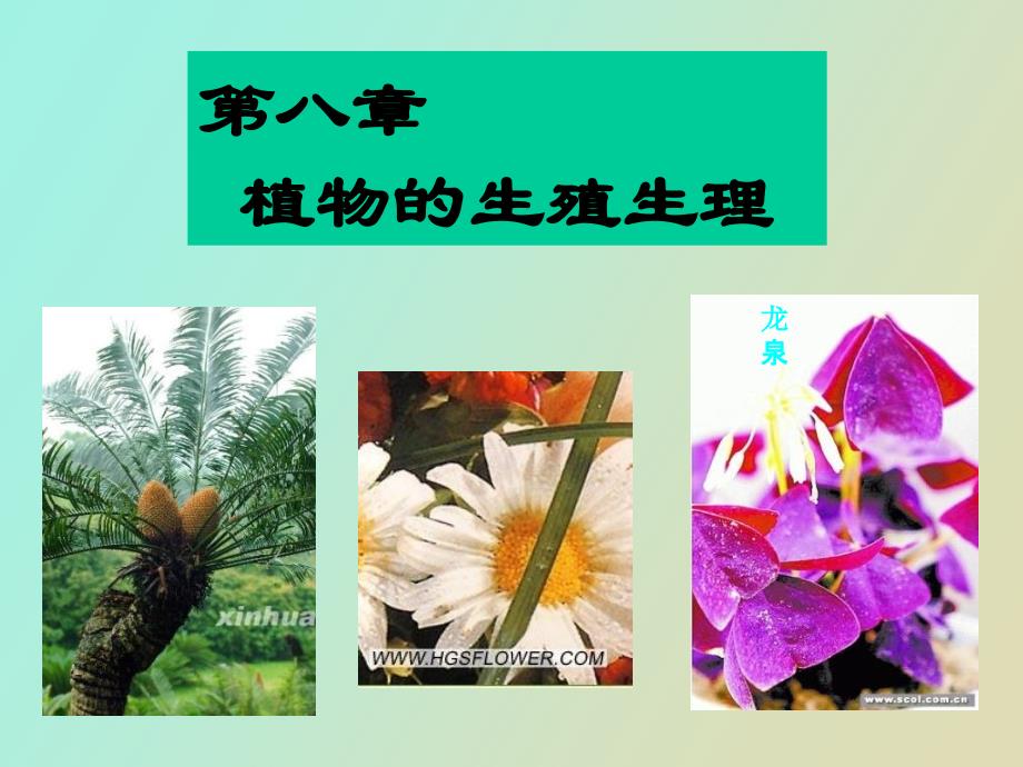 植物生理学之成花_第2页