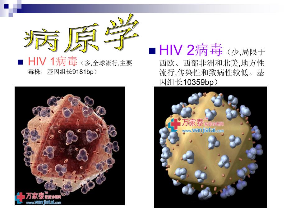 传染病学教学课件：艾滋病_第3页