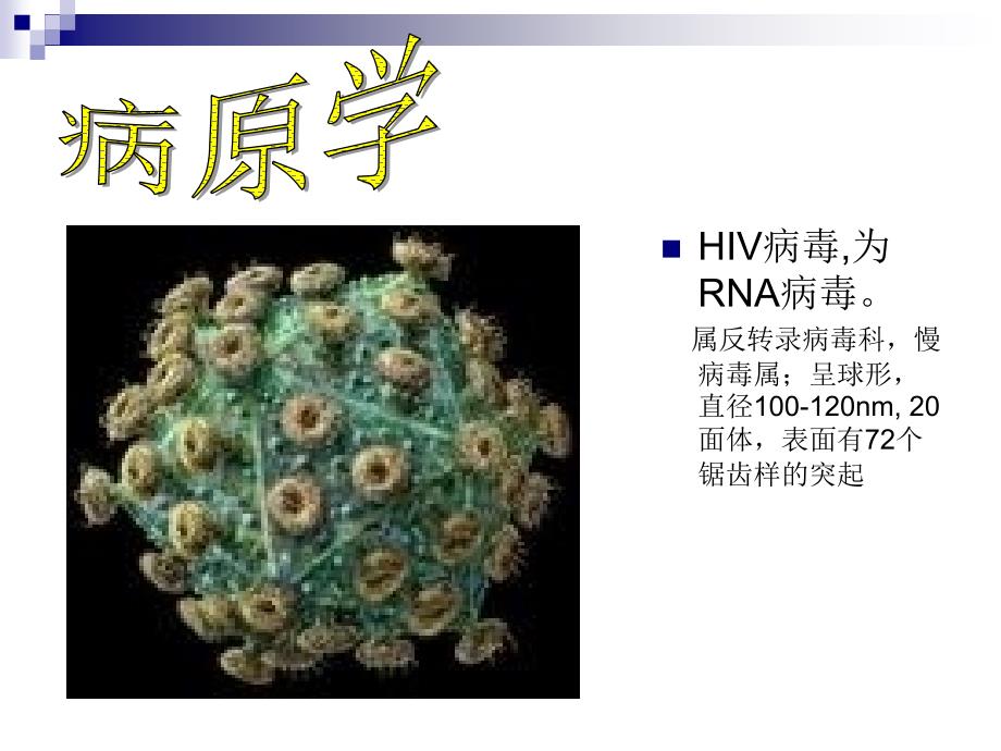 传染病学教学课件：艾滋病_第4页