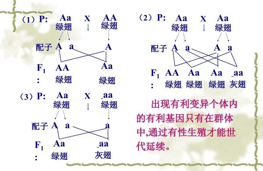 现代生物进化理论的主要内容课件ppt_第5页